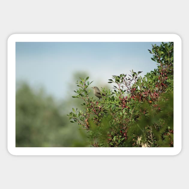 Little Grey Bird Perching on a Bush Sticker by oknoki